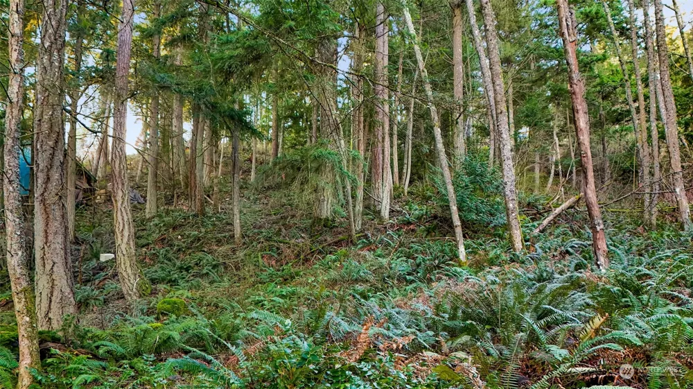 2981 Hales Passage Drive Lummi Island, WA 98262