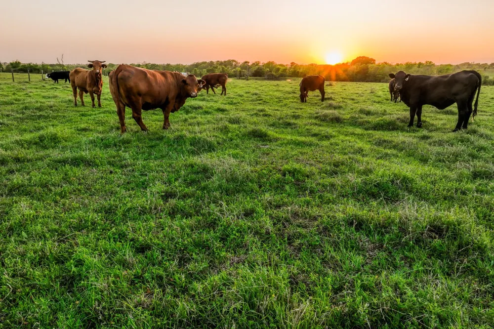 20751 Fm 1155 E Washington, TX 77880