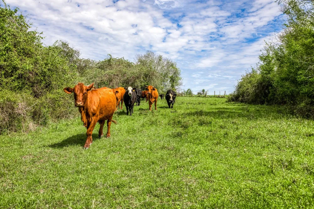 20751 Fm 1155 E Washington, TX 77880