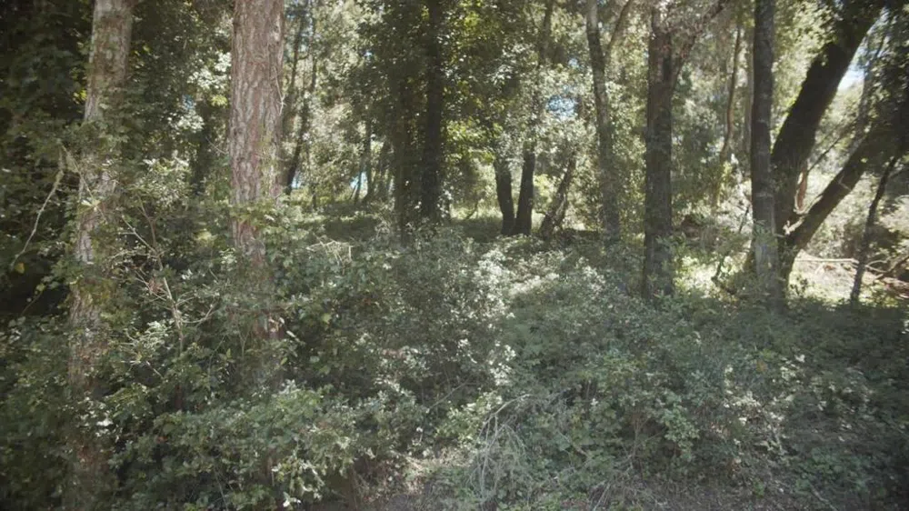 Burns Aptos, CA 95003