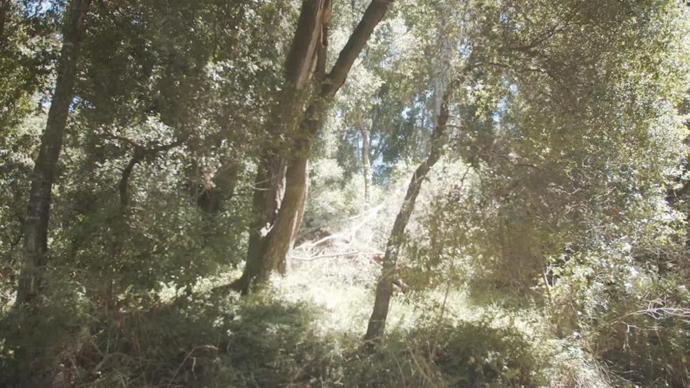 Burns Aptos, CA 95003