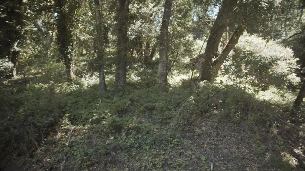 Burns Aptos, CA 95003
