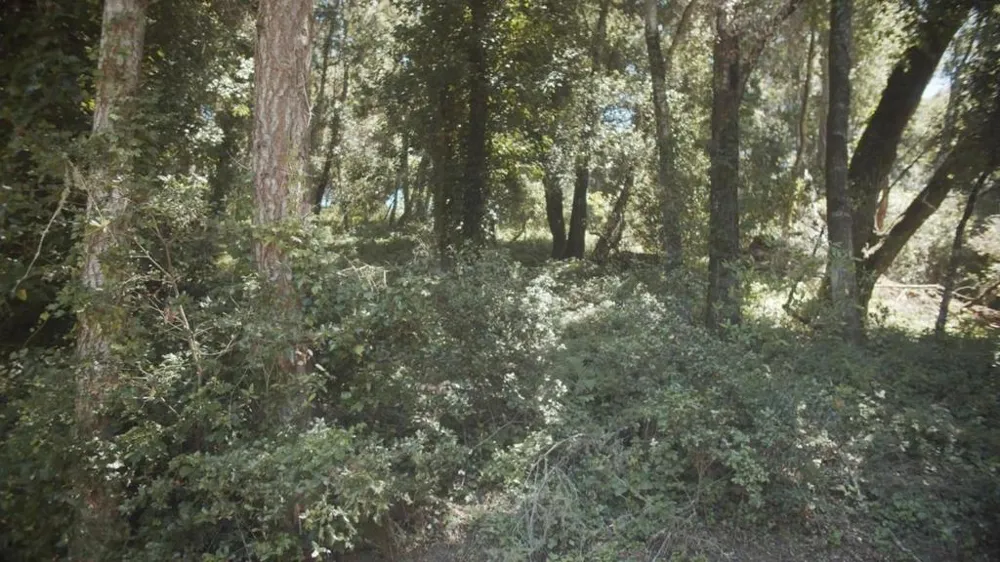 Burns Aptos, CA 95003