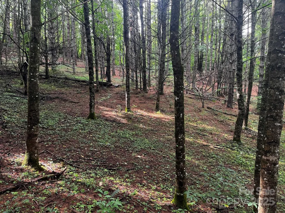 TBD Flat Springs Road Elk Park, NC 28622