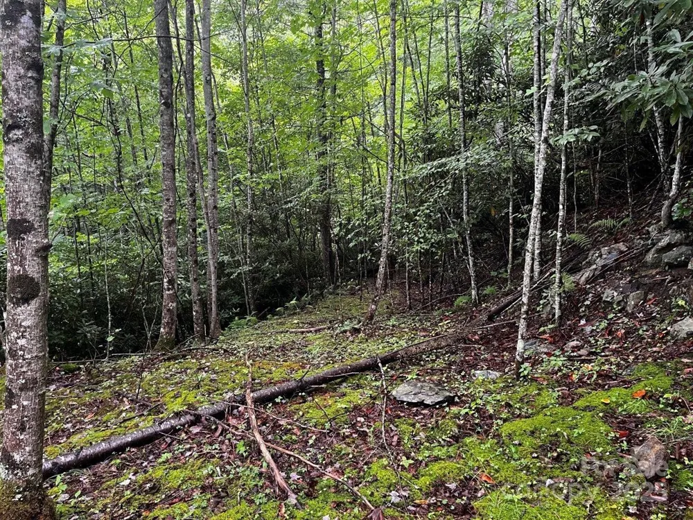 TBD Flat Springs Road Elk Park, NC 28622