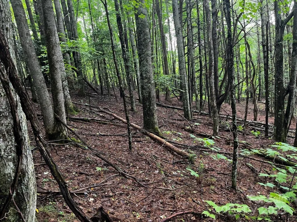 TBD Flat Springs Road Elk Park, NC 28622