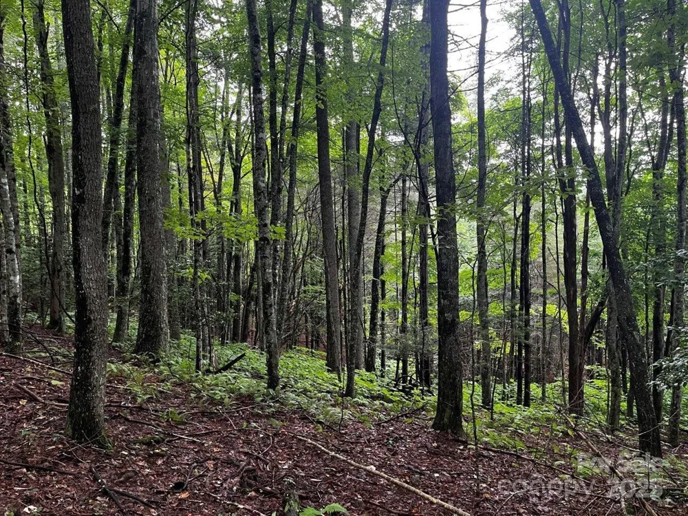 TBD Flat Springs Road Elk Park, NC 28622