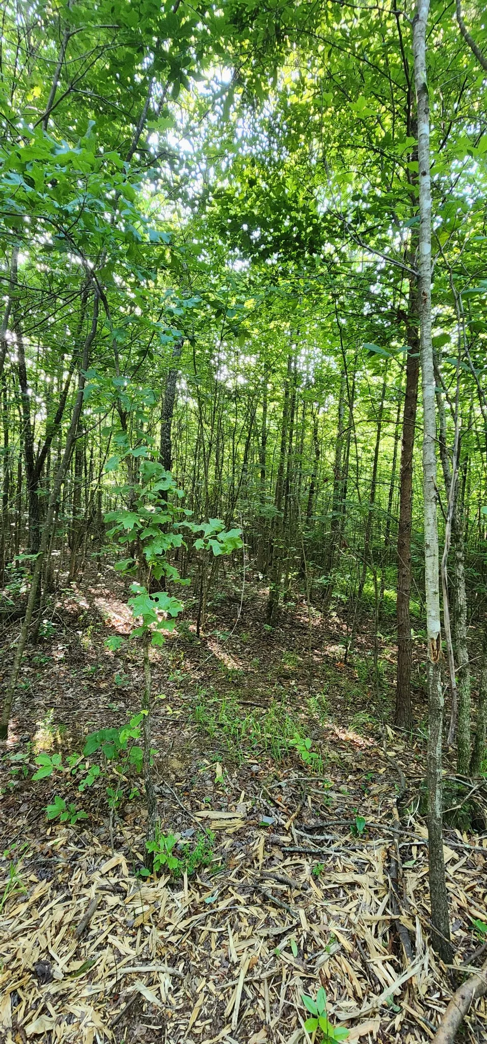0 Tootley Campbell Rd Monteagle, TN 37356