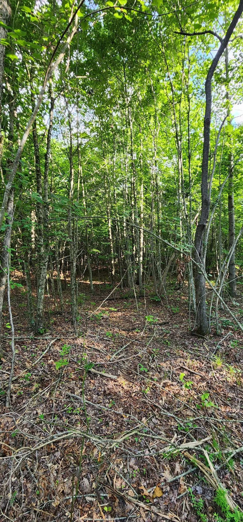 0 Tootley Campbell Rd Monteagle, TN 37356