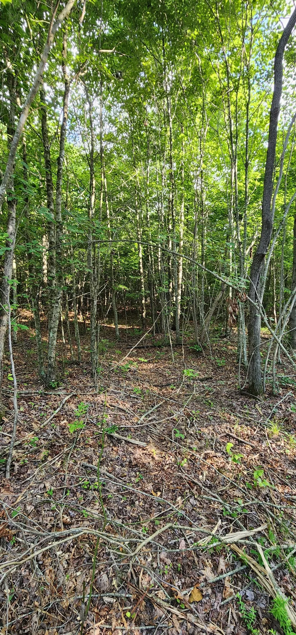 0 Tootley Campbell Rd Monteagle, TN 37356