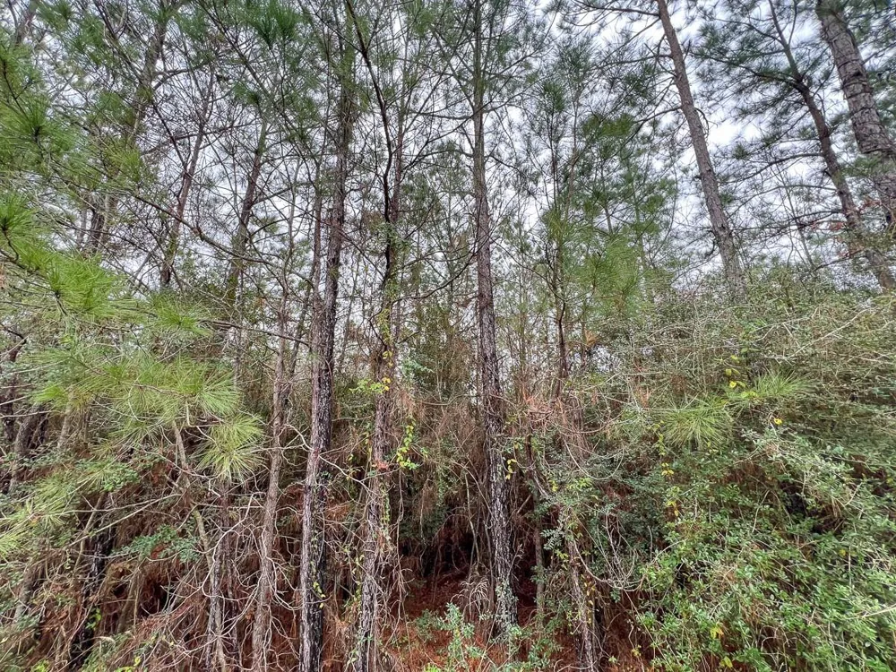 2 Rec Road 255 Colmesneil, TX 75938