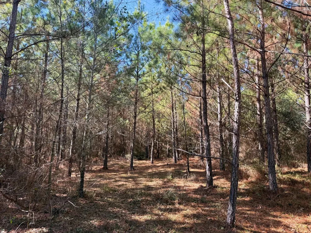 1 Kittrell Road Oakhurst, TX 77359