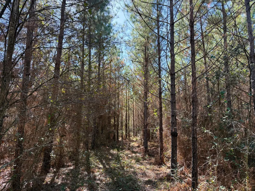 1 Kittrell Road Oakhurst, TX 77359