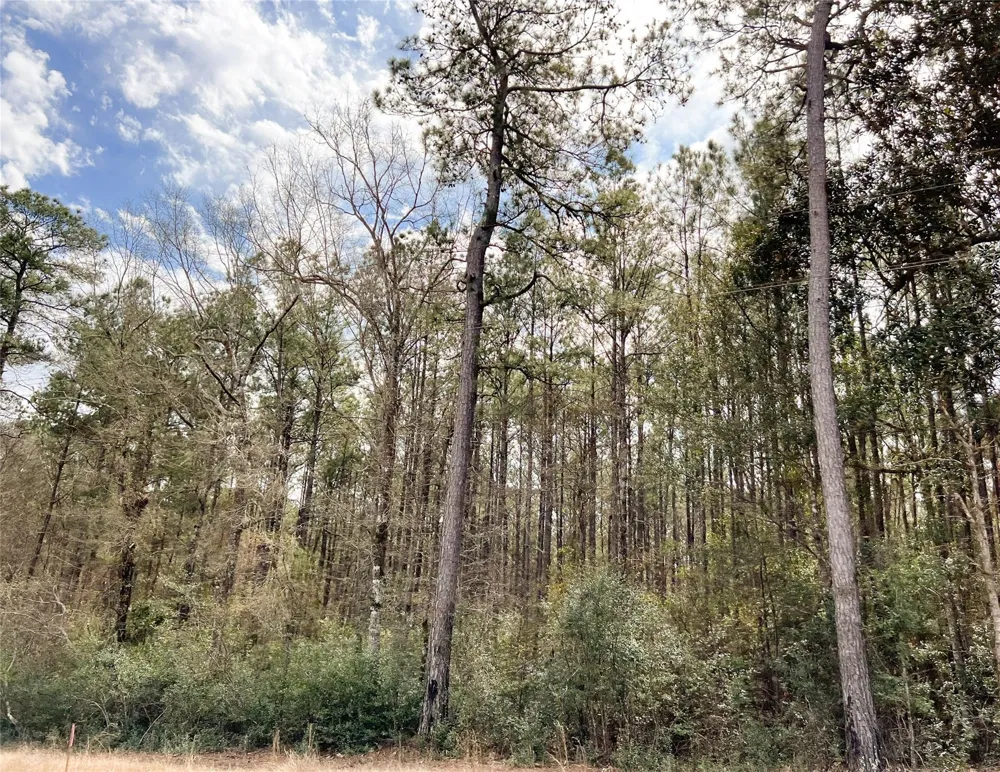 7 Fm 1746 Spurger, TX 77660