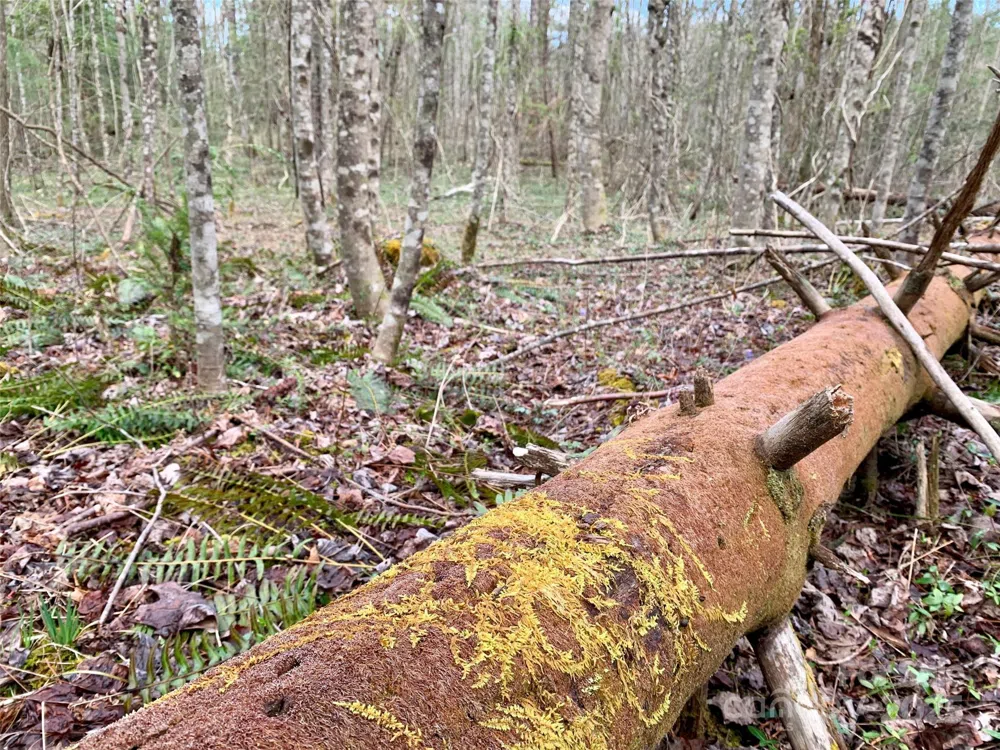 Lot 64 Peppervine Circle Rosman, NC 28772