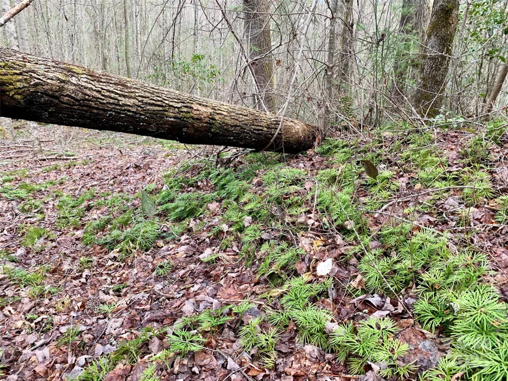 Lot 64 Peppervine Circle Rosman, NC 28772