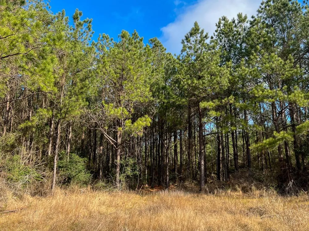 Highway 12/ Linscomb Road Vidor, TX 77662