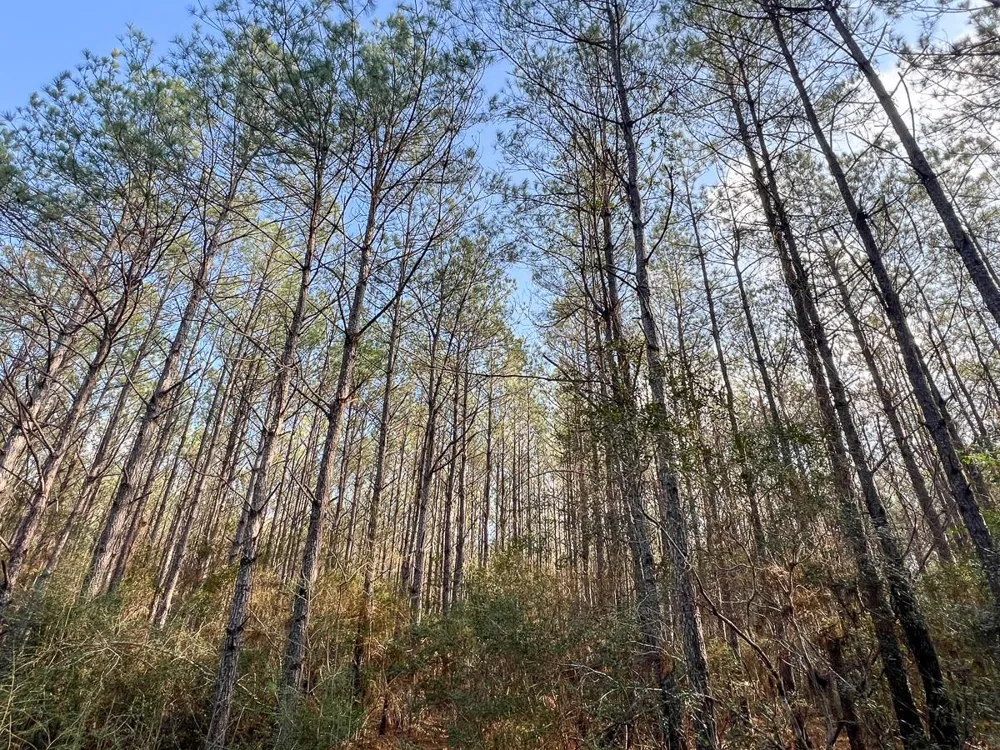 Highway 12/ Linscomb Road Vidor, TX 77662
