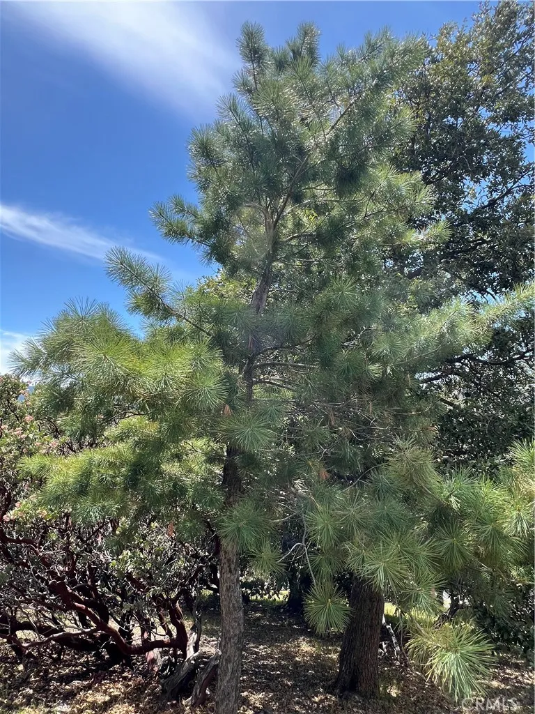 Grass Valley Road Lake Arrowhead, CA 92352
