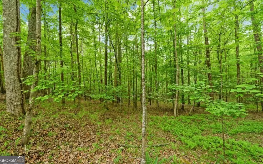 0 Honey Tree TER Dahlonega, GA 30533