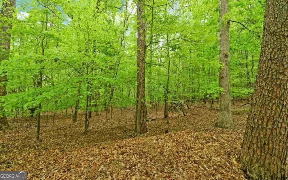 0 Honey Tree TER Dahlonega, GA 30533