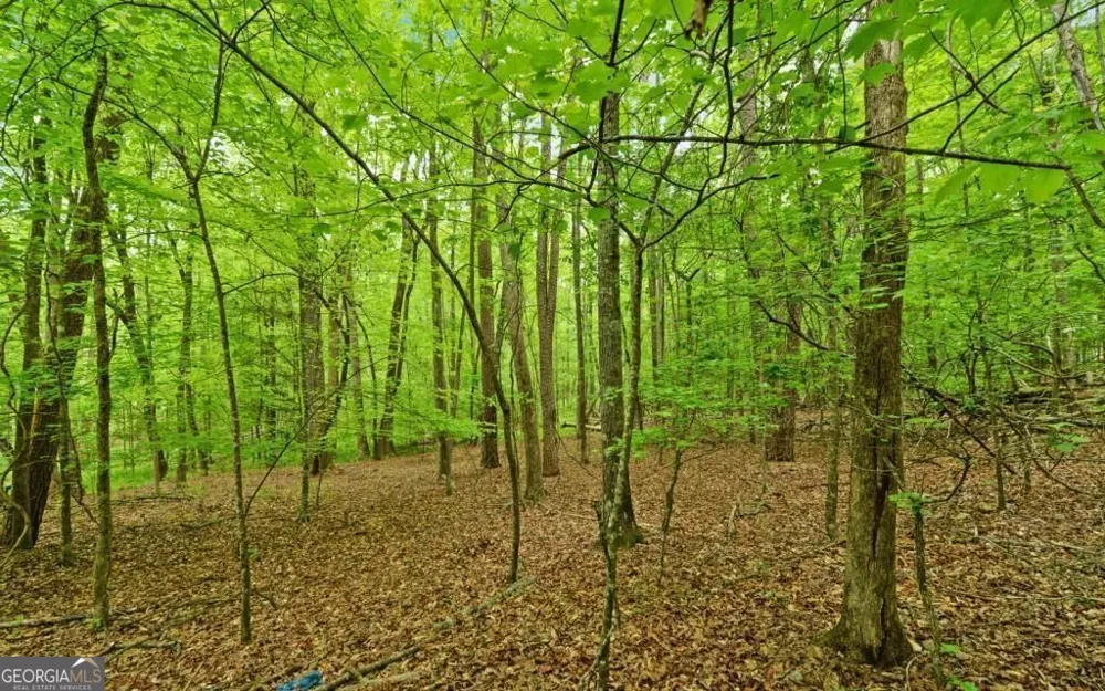 0 Honey Tree TER Dahlonega, GA 30533