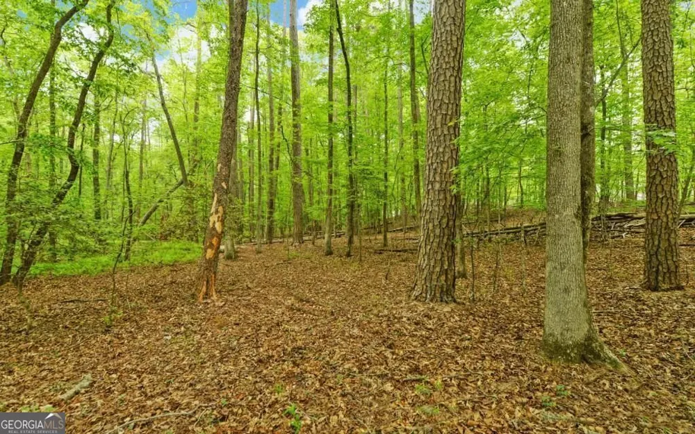 0 Honey Tree TER Dahlonega, GA 30533