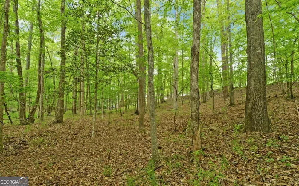 0 Honey Tree TER Dahlonega, GA 30533