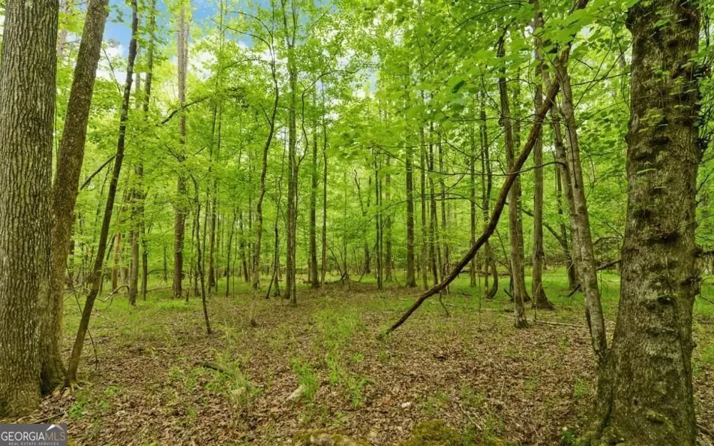 0 Honey Tree TER Dahlonega, GA 30533