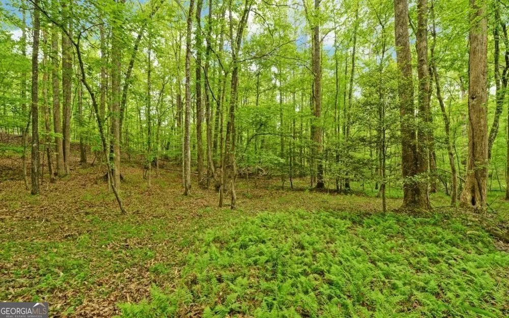 0 Honey Tree TER Dahlonega, GA 30533