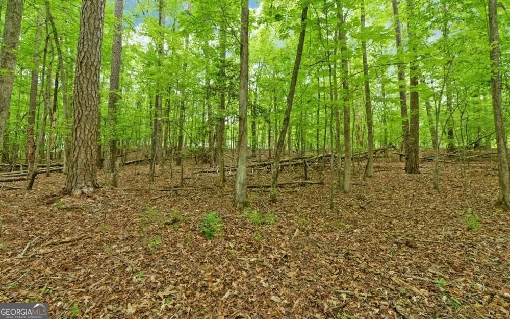 0 Honey Tree TER Dahlonega, GA 30533