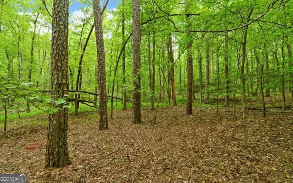 0 Honey Tree TER Dahlonega, GA 30533