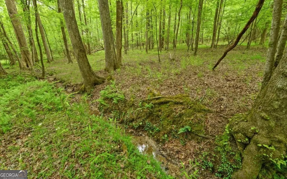 0 Honey Tree TER Dahlonega, GA 30533
