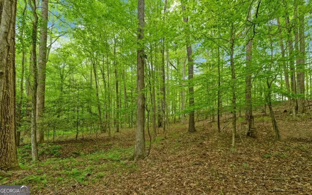 0 Honey Tree TER Dahlonega, GA 30533