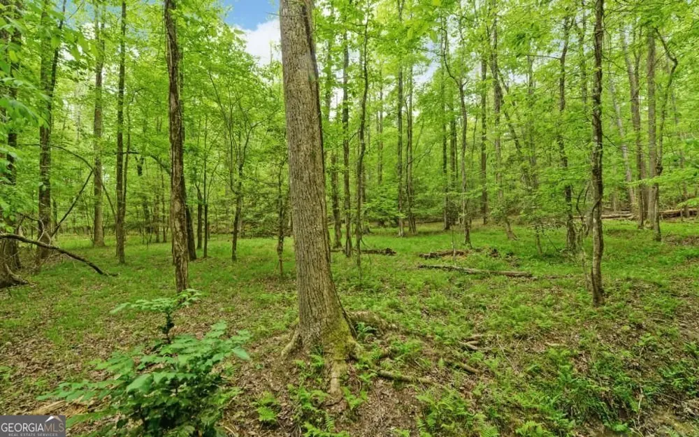 0 Honey Tree TER Dahlonega, GA 30533
