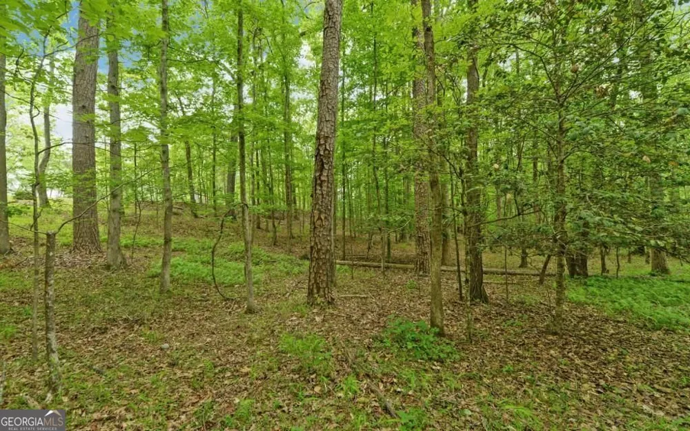 0 Honey Tree TER Dahlonega, GA 30533