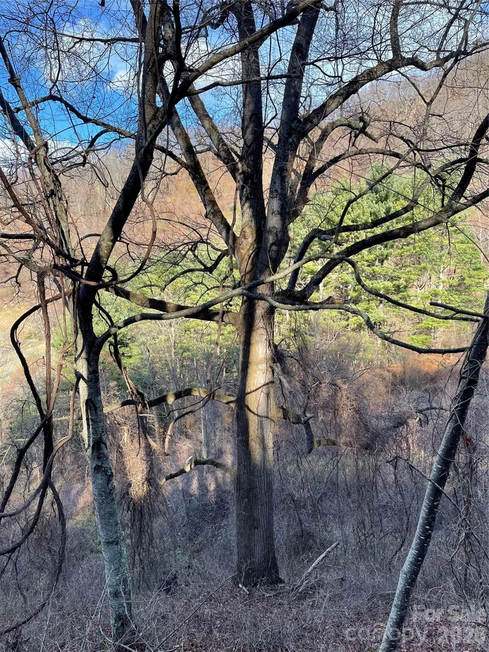 00 Wilson Cove Road Canton, NC 28716