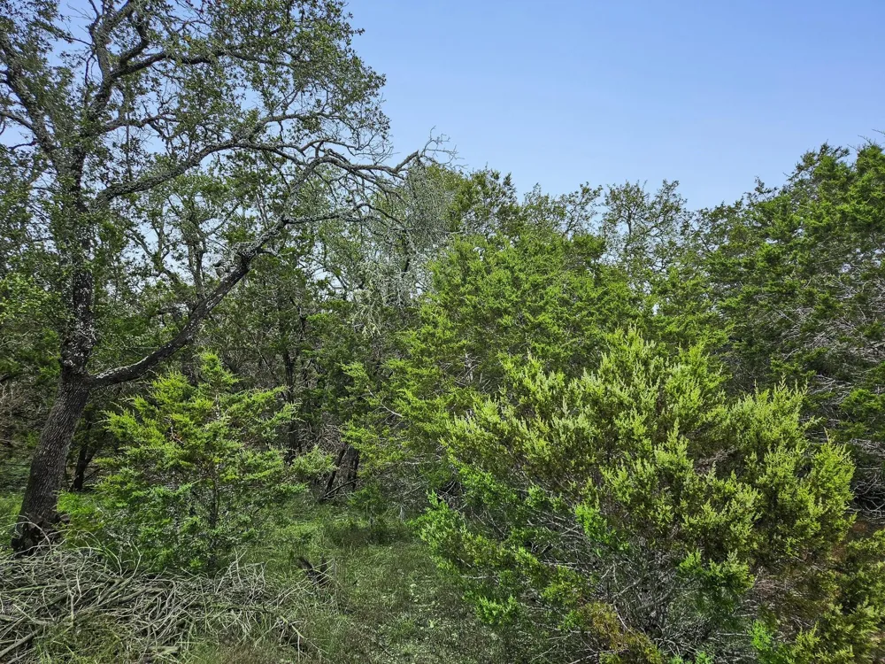 157 Verbena Circle Spring Branch, TX 78070