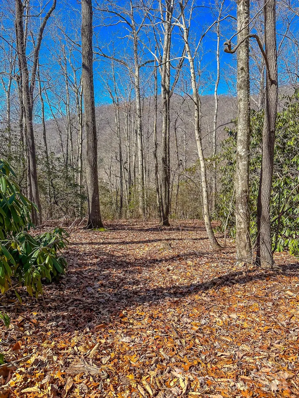 99999 Dark Cove Road Leicester, NC 28748