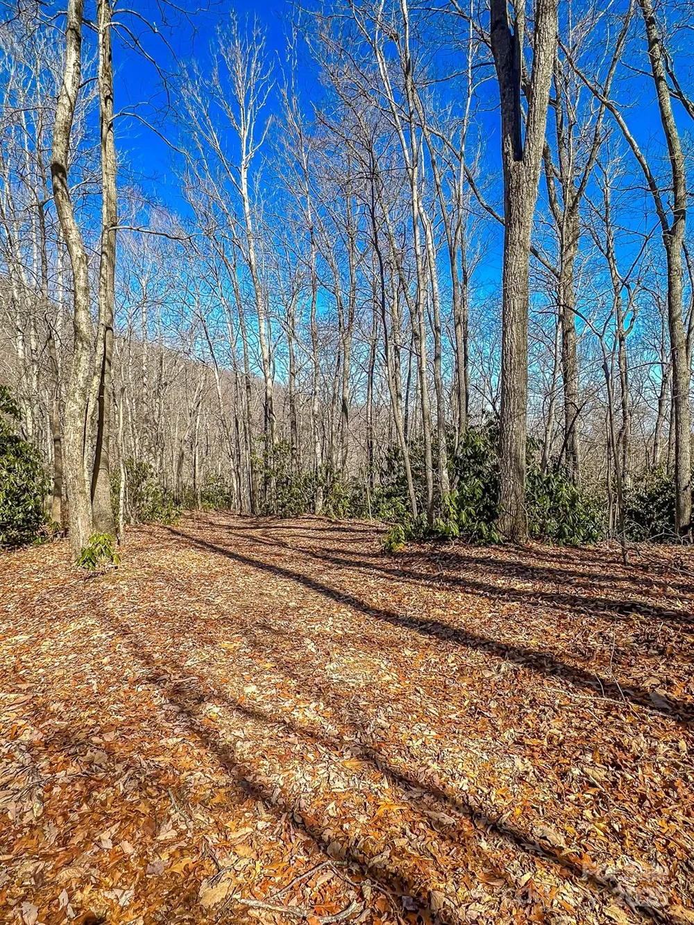 99999 Dark Cove Road Leicester, NC 28748
