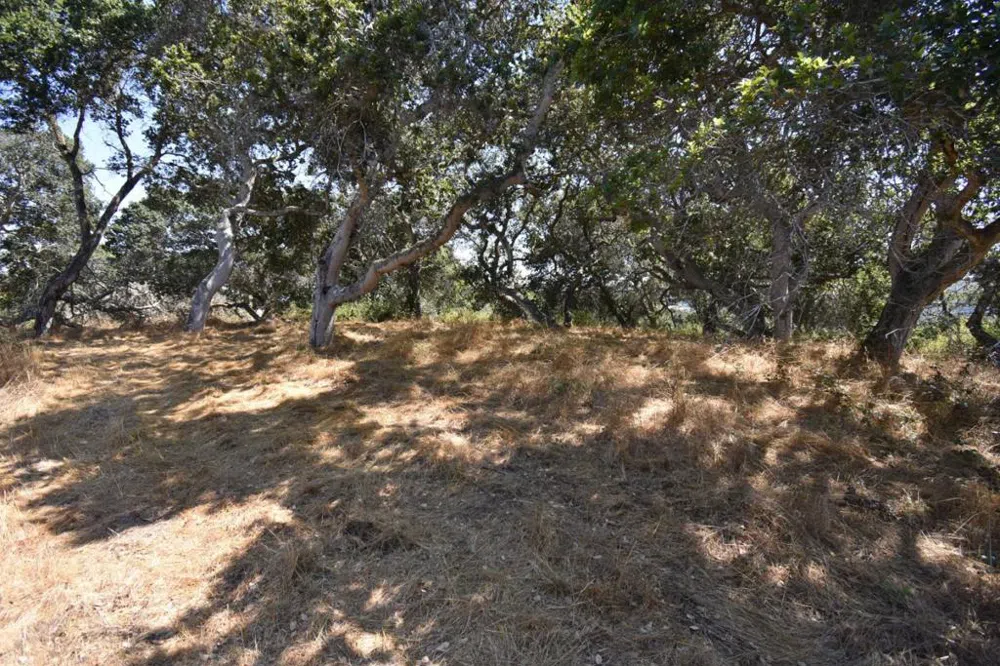 Alexander Lane San Juan Bautista, CA 95045