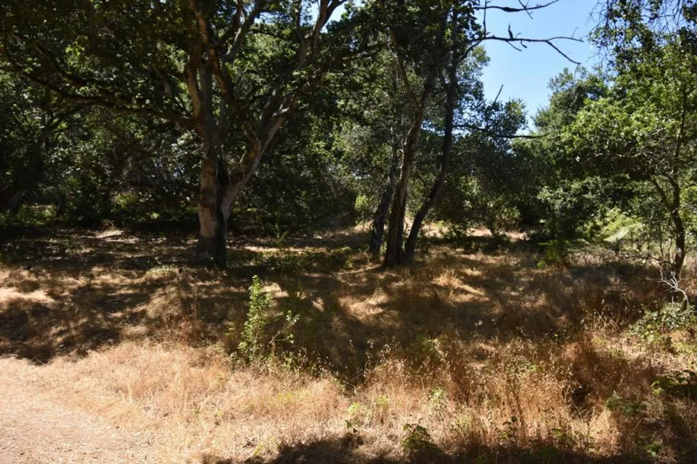 Alexander Lane San Juan Bautista, CA 95045