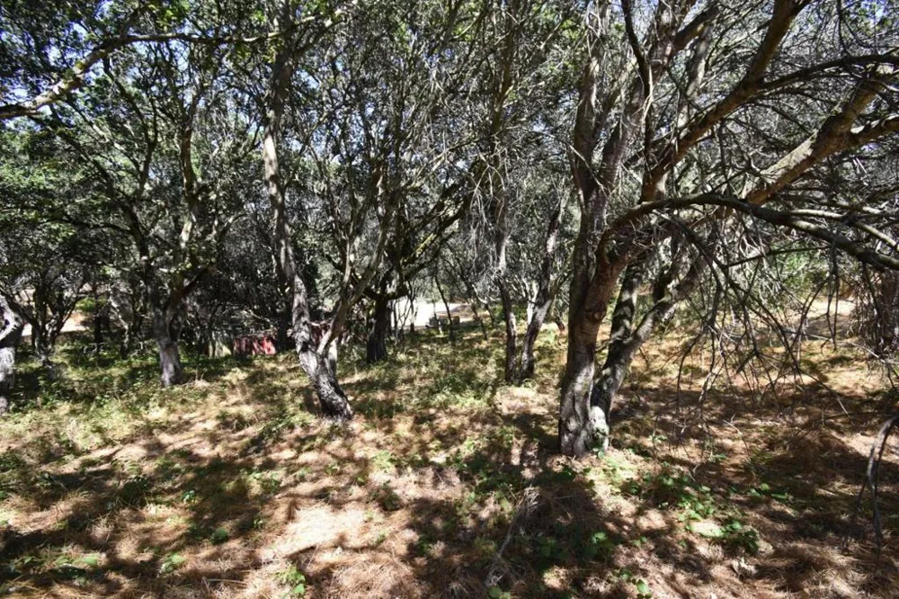 Alexander Lane San Juan Bautista, CA 95045