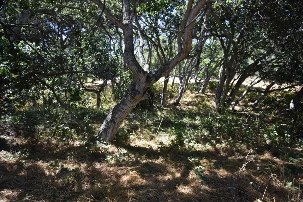 Alexander Lane San Juan Bautista, CA 95045