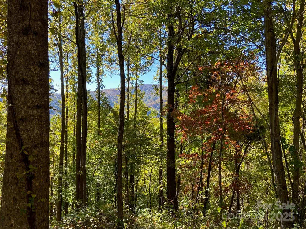 501 Warbler Lane #T-62 Black Mountain, NC 28711