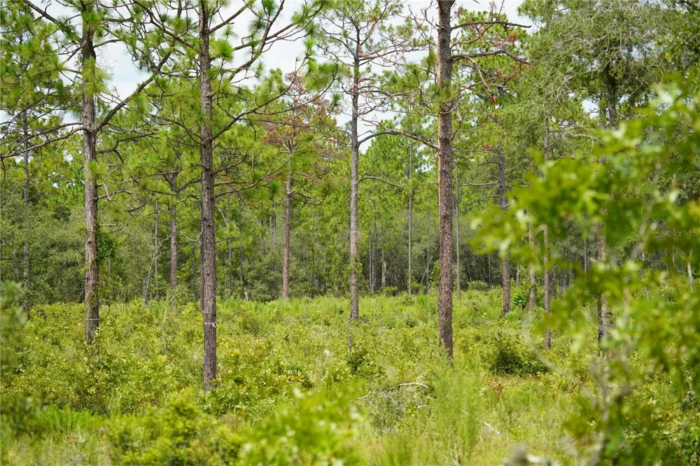 SE STATE ROAD 121 LOT A & B Morriston, FL 32668