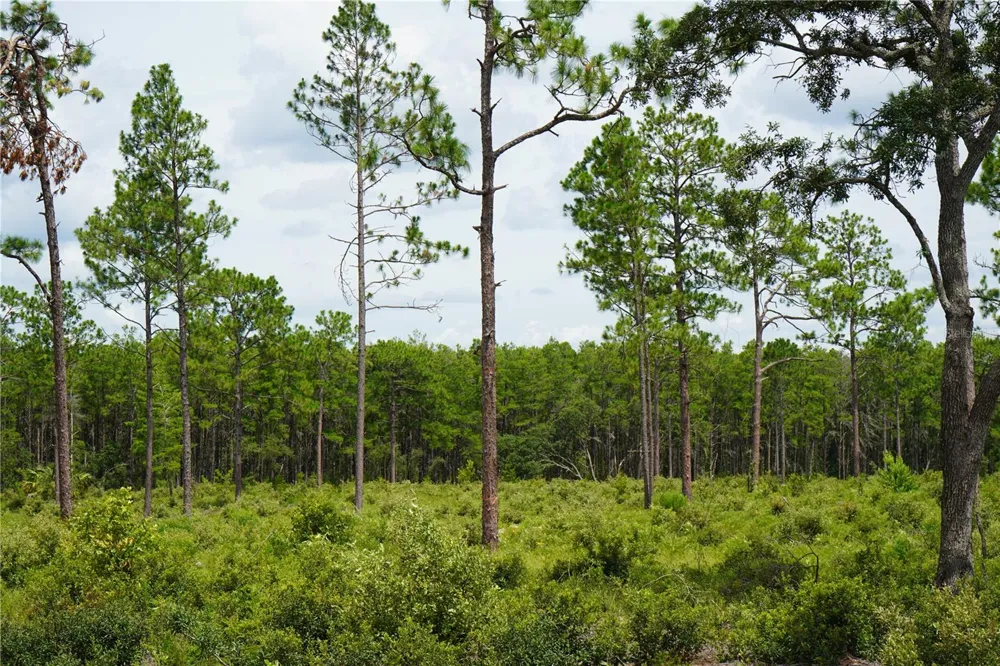 SE STATE ROAD 121 LOT A & B Morriston, FL 32668