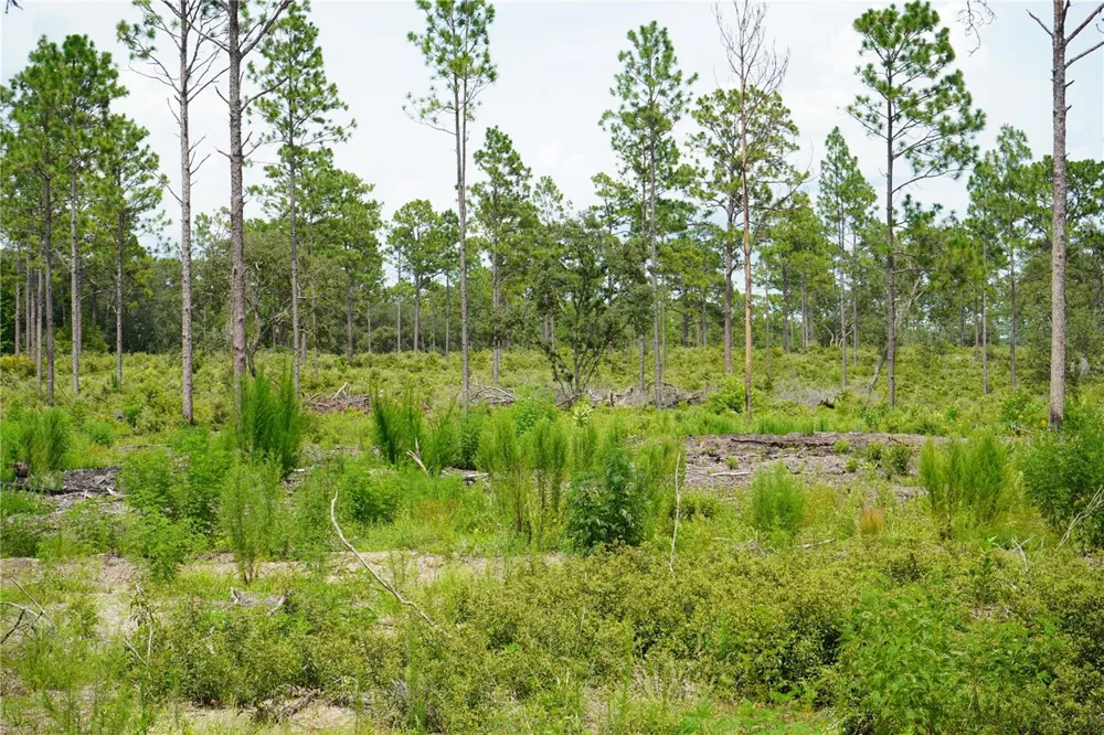 SE STATE ROAD 121 LOT C & D Morriston, FL 32668