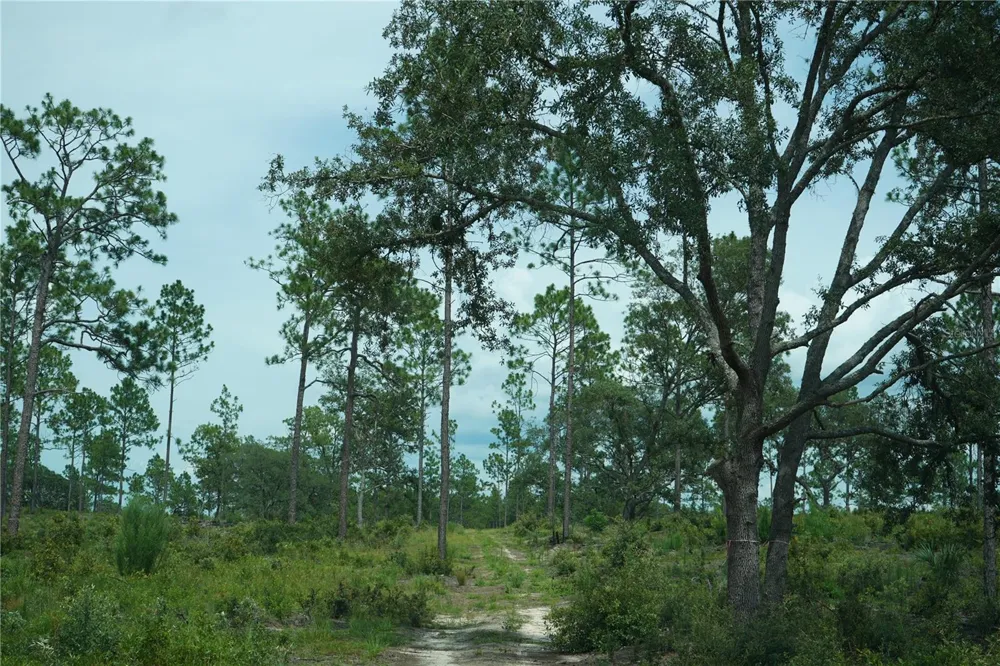 SE STATE ROAD 121 LOT C & D Morriston, FL 32668