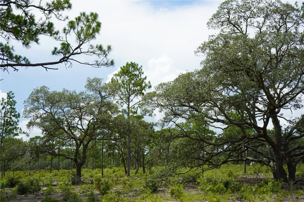 SE STATE ROAD 121 LOT C & D Morriston, FL 32668